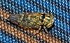 Stenidiocerus poecilus
